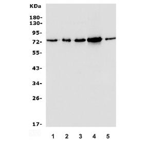 MECP2 Antibody