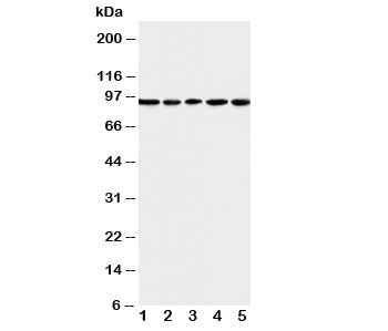 MCM6 Antibody