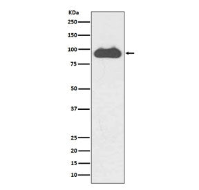 Transferrin Receptor Antibody / TFRC / CD71