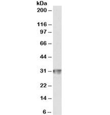 CD4 Antibody