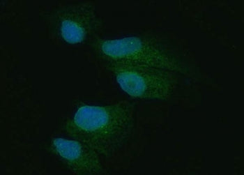 Immunofluorescent staining of FFPE human A549 cells with EIF2AK1 antibody (green) and DAPI nuclear s