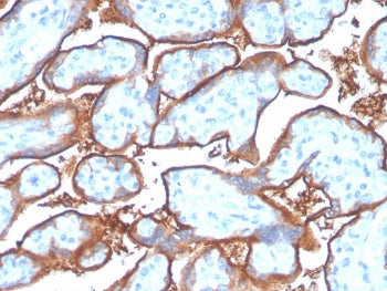 IHC staining of FFPE human placenta with recombinant PD-L1 antibody (clone PDL1/4280R). HIER: boil t