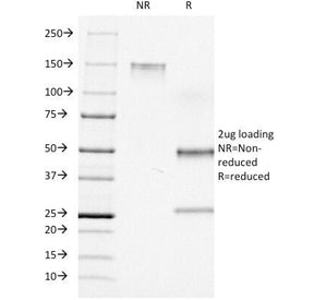 CD7 Antibody