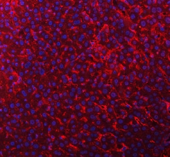 Immunofluorescent staining of FFPE mouse liver tissue with Timd2 antibody (red) and DAPI nuclear sta