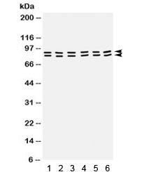 STAT1 Antibody