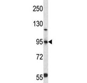 FOXP4 antibody western blot analysis in 293 lysate. Predicted molecular weight: ~73kDa, observed her