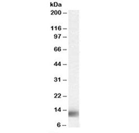 MPS1 Antibody