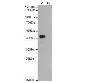 Western blot of Wnt5b A) transfected and (B) untransfected CHO-K1 cell lysate with WNT5B antibody at