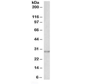 SNAIL Antibody