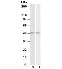 RNF13 Antibody