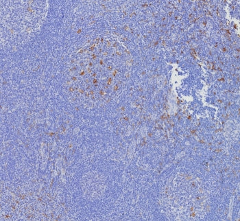 CD163L1 Antibody