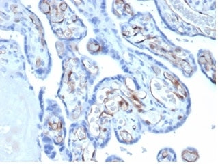 IHC staining of FFPE human placental tissue with Fatty Acid Binding Protein 4 antibody (clone FABP4/