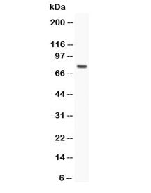 hCG receptor Antibody