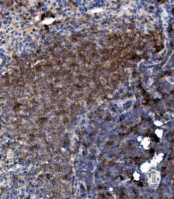 Ly6c Antibody