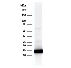Cytochrome C Antibody