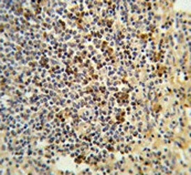 GPANK1 Antibody / BAT4