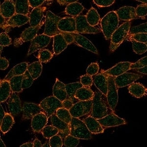 Immunofluorescent staining of PFA-fixed human HeLa cells using HDAC3 antibody (green, clone PCRP-HDA