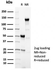 SDS-PAGE analysis of purified, BSA-free PRF1 antibody (PRF1/7077R) as confirmation of integrity and 