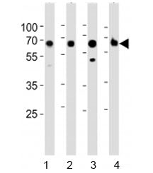Western blot analysis of lysate from 1) human kidney, 2) mouse kidney, 3) mouse liver and 4) rat kid