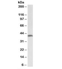 THNSL2 Antibody
