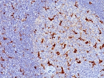 CD68 Antibody