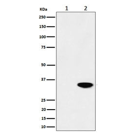 Nucleophosmin Antibody / NPM1&nbsp;(pT199)