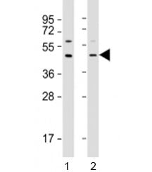 Western blot testing of human 1) A549 and 2) HepG2 cell lysate with APOL3 antibody at 1:2000. Predic