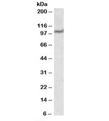 USP4 Antibody