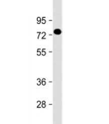 Western blot testing of human placenta lysate with PGLYRP2 antibody at 1:2000. Predicted molecular w