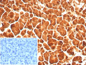 IHC staining of FFPE human pancreas tissue with Carboxypeptidase A1 antibody (clone rCPA1/8689). Ins