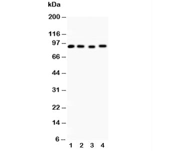 Western blot testing of Hsp90 alpha antibody and Lane 1: rat liver; 2: HeLa; 3: MCF-7; 4: Raji lysat