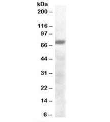 Western blot testing of human brain lysate with PRDM4 antibody at 0.3ug/ml. Predicted molecular weig