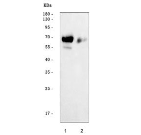 Western blot testing of human 1) HepG2 and 2) HCCP cell lysate with Alpha Fetoprotein antibody. Pred