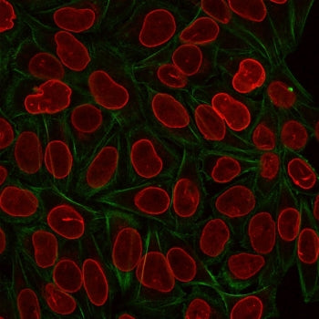 Immunofluorescent staining of PFA-fixed human HeLa cells with TIA1 antibody (green, clone TIA1/1313)
