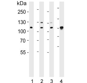Western blot testing of human 1) HeLa, 2) Jurkat, 3) Ramos and 4) mouse NIH 3T3 cell lysate with Exp