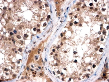 FOXI1 Antibody