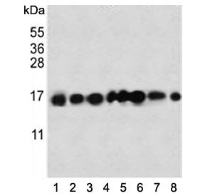 IFITM3 Antibody