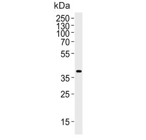 Western blot testing of mouse NIH 3T3 cell lysate with Mapk11 antibody. Predicted molecular weight ~