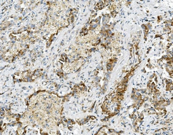 USP16 Antibody