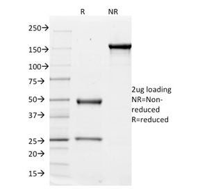 Integrin alpha V Antibody / ITGAV