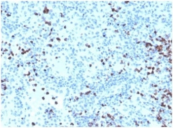 IHC staining of FFPE human spleen tissue with Myeloperoxidase antibody. HIER: boil tissue sections i