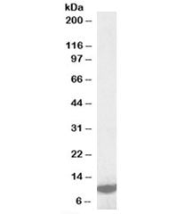 LSM2 Antibody