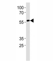 RUNX2 Antibody