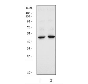 Ktcn Antibody / Kera / Keratocan
