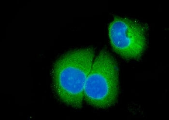 Caspase-3 Antibody (p17 subunit)