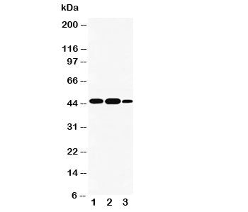 INDOL1 Antibody