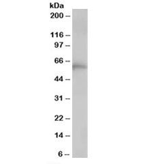 TCP1 alpha Antibody