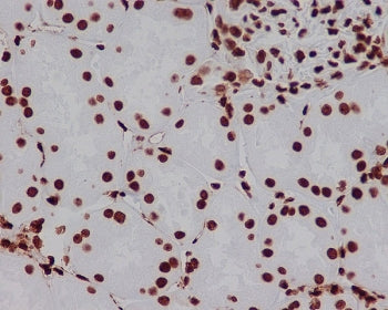 HMGB1 Antibody