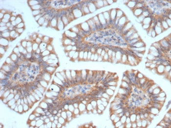 IHC staining of FFPE human small intestine tissue with SIGLEC10 antibody (clone SIGLEC10/7582). HIER