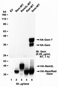 Western blot of HEK293 lysate overexpressing full-length human GEM (HA tagged), mock-transfected HEK